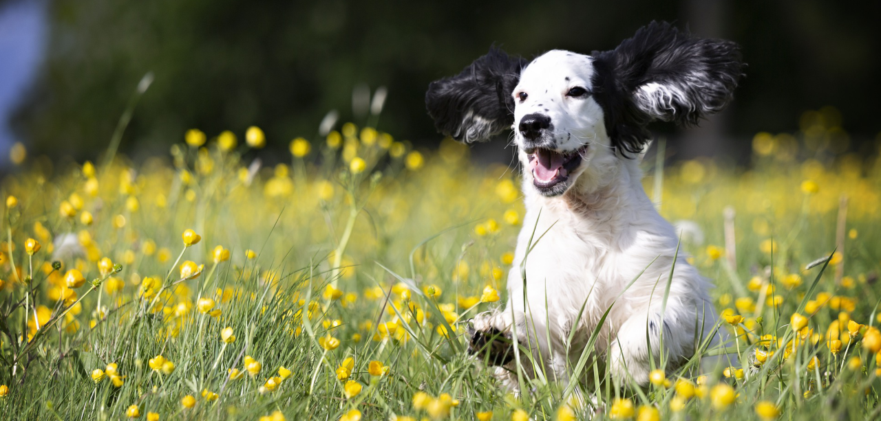 Das hilft deinem Hund bei Arthrose, Spondylose und Co. Teil 1