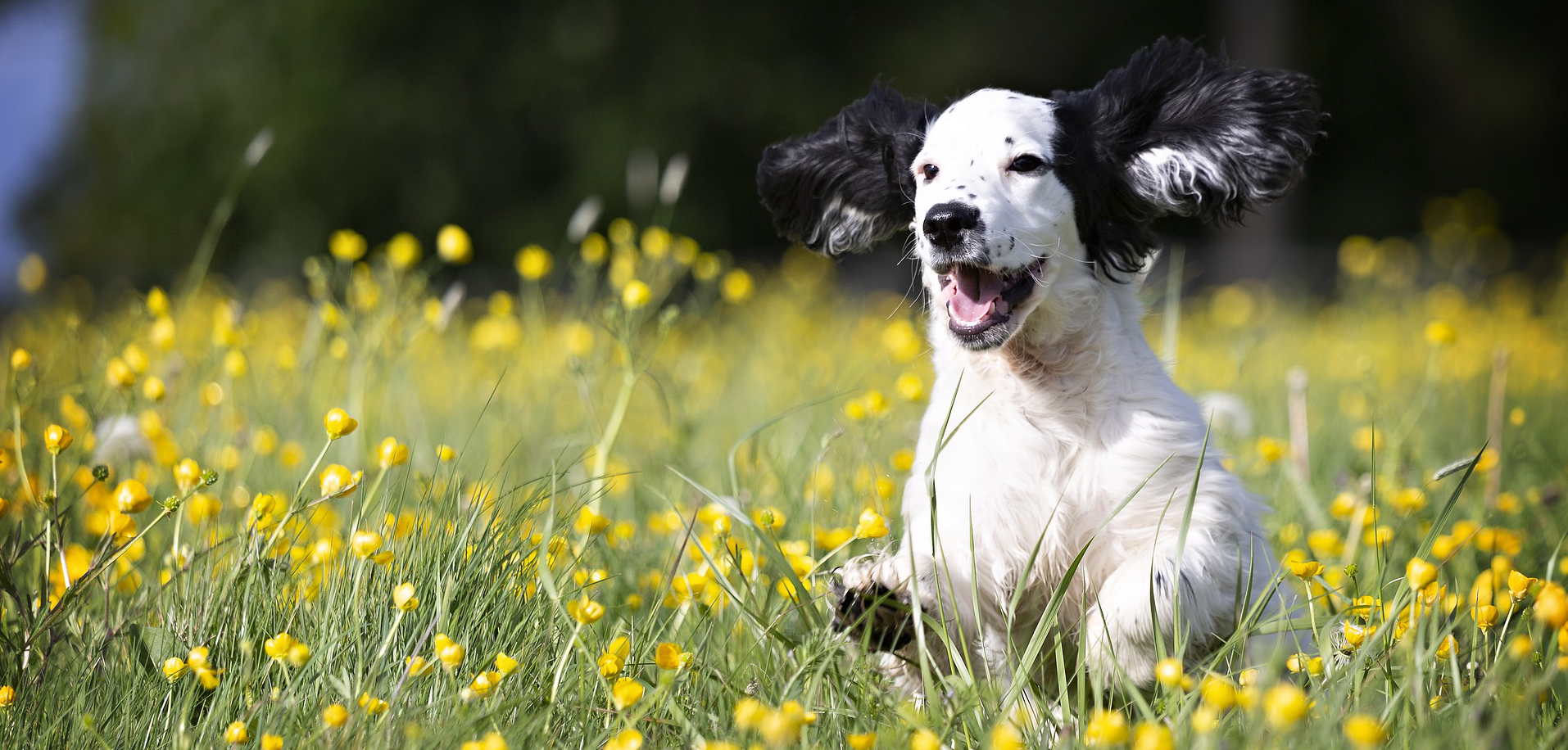 Welpe rennt durchs Blumenfeld Hundephysio Hundetraining Wilsdruff Welpe rennt durchs Blumenfeld Hundephysio Hundetraining Wilsdruff