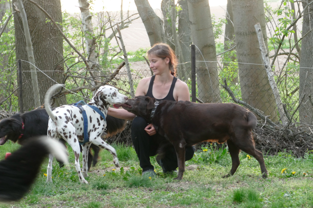 Ich und die Hunde Hundepension Hundephysio Wilsdruff