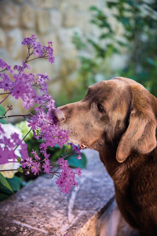 Aromatherapie Hundepension Hundephysio Tierheilpraxis Wilsdruff