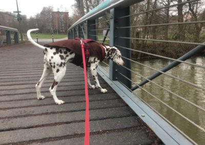 Begegnungstraining Brücke Hundepension Hundephysio Wilsdruff