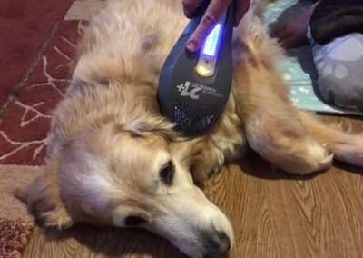 Lasertherapie Laserbehandlung Dino Hund 2 Mobile Hundephysio Tierheilpraxis Wilsdruff