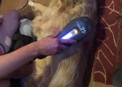 Lasertherapie Laserbehandlung Dino Hund Mobile Hundephysio Tierheilpraxis Wilsdruff