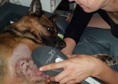 Lasertherapie Laserbehandlung Hund Mobile Hundephysio Tierheilpraxis Wilsdruff