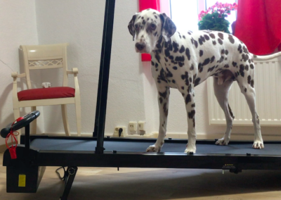 Laufband Muskelaufbau Dalmatiner Hundephysio Tierheilpraxis Wilsdruff