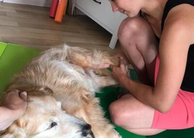 Massage Physiotherapie Hund Dino