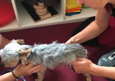 Massage Untersuchung Hundephysio Hundephysiotherapie Tierheilpraxis Wilsdruff Dresden Zauberhunde