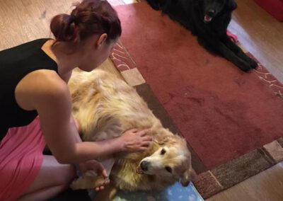 Massage bei Maike Kunze Mobile Hundephysio Tierheilpraxis Wilsdruff