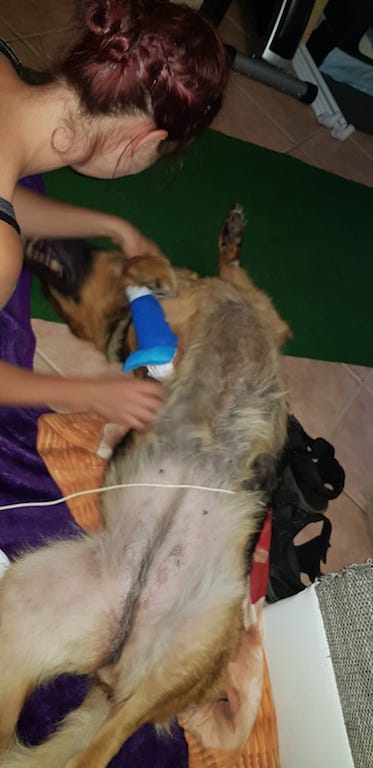 Massage Schäferhündin Hundephysio Tierheilpraxis Wilsdruff