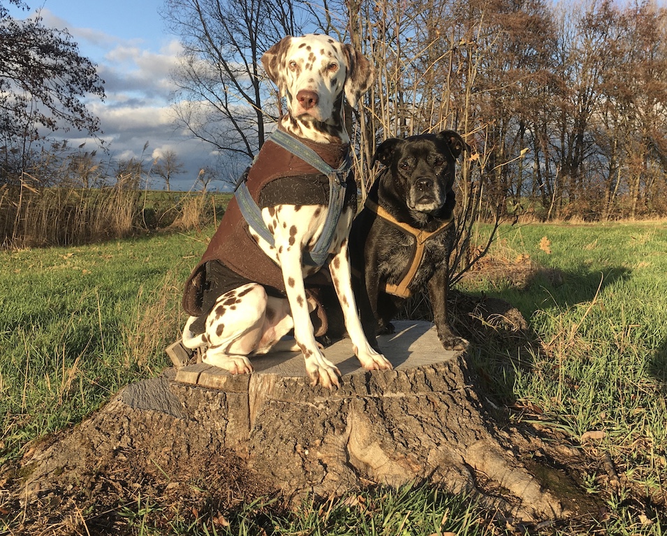 Lucky&Happy Baumstumpf Hundepension Hundephysio Tierheilpraxis Wilsdruff