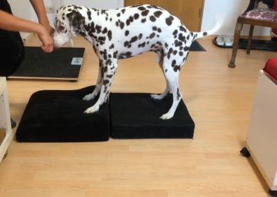 Dalmatiner Muskelaufbau Balancepad Hundepension Hundephysio Tierheilpraxis Wilsdruff