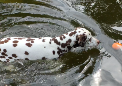 Lucky schwimmt Hundepension Hundephysio Tierheilpraxis Wilsdruff