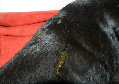 Blutegel Behandlung Arthrose Hundephysio Tierheilpraxis Wilsdruff