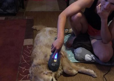 LasertheraLasertherapie Laserbehandlung Hund Mobile Hundephysio Tierheilpraxis Wilsdruff