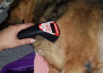 Lasertherapie Laserakupunktur Schäferhund Mobile Hundephysio Tierheilpraxis Wilsdruff