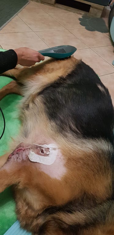Lasertherapie Laserbehandlung Hund Schäferhund Mobile Hundephysio Tierheilpraxis Wilsdruff