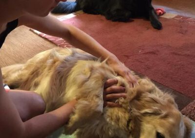 Massage Mobile Hundephysio Hundephysiotherapie Tierheilpraxis Wilsdruff Zauberhunde