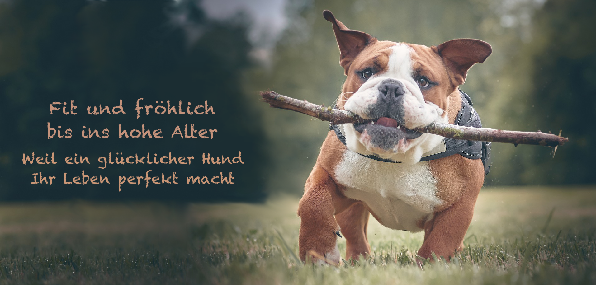 Gute Fette in der Hundeernährung Hundeernährungsberatung Wilsdruff Dresden Zauberhunde Gute Fette in der Hundeernährung Hundeernährungsberatung Wilsdruff Dresden Zauberhunde