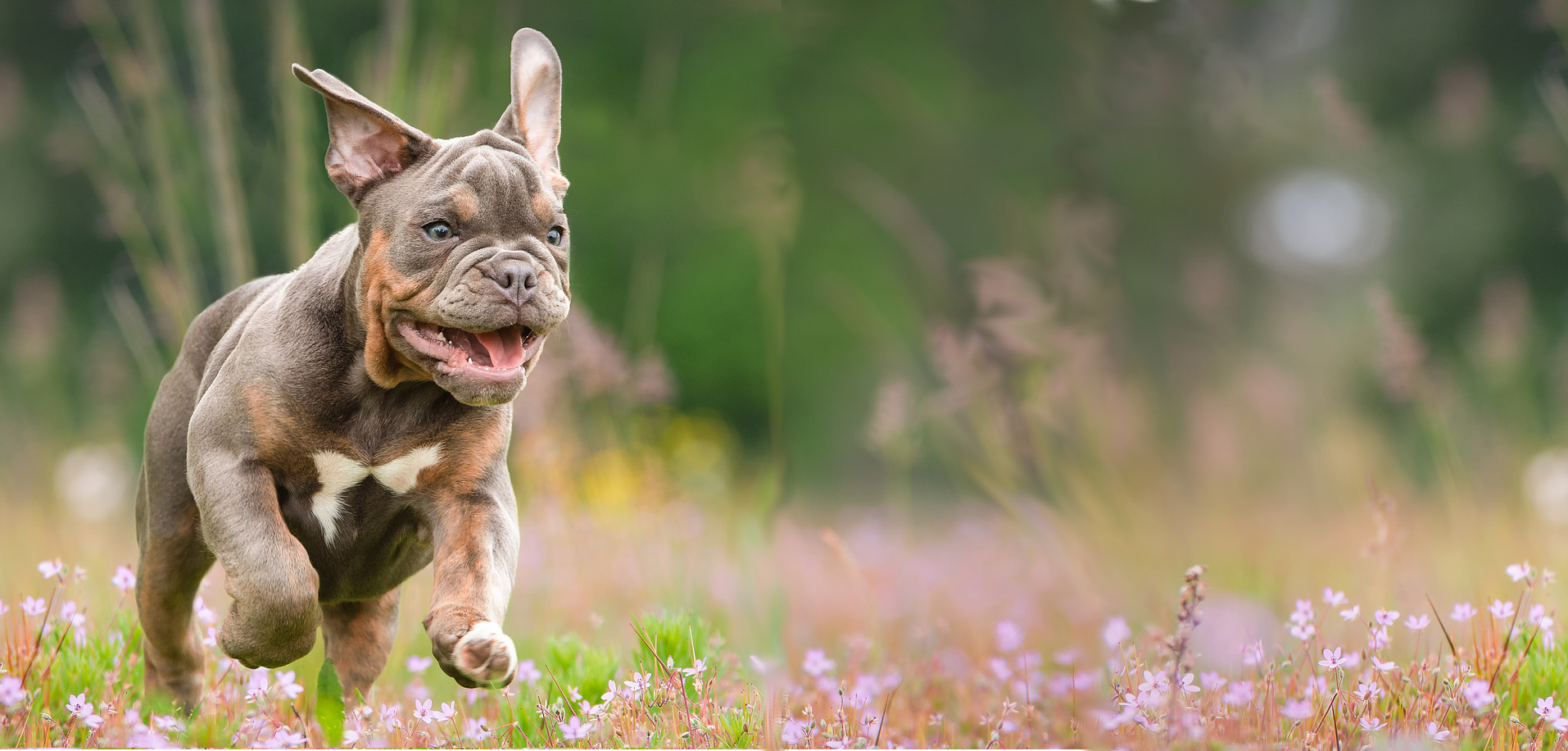 Ganzheitliche Praxis für Hunde Zauberhunde in Wilsdruff nahe Dresden Hundephysio Ganzheitliche Praxis für Hunde Zauberhunde in Wilsdruff nahe Dresden Hundephysio