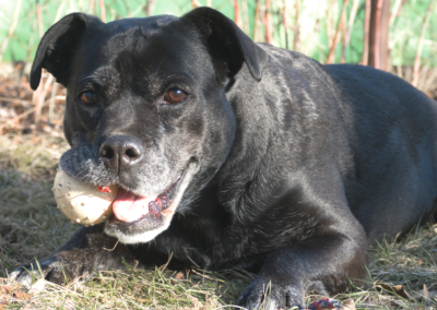 Arthrose Tierkrankenversicherung Agila Hundephysiotherapie Wilsdruff Zauberhunde
