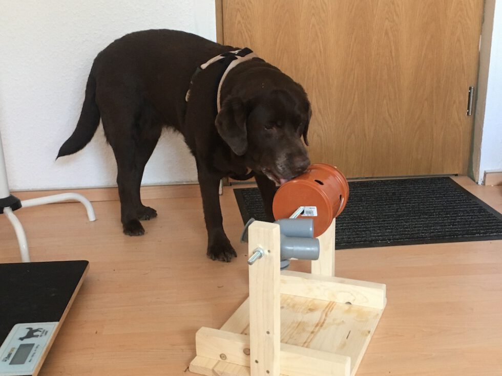 Intelligenzspielzeug für Hunde aus Holz selber bauen Zauberhunde