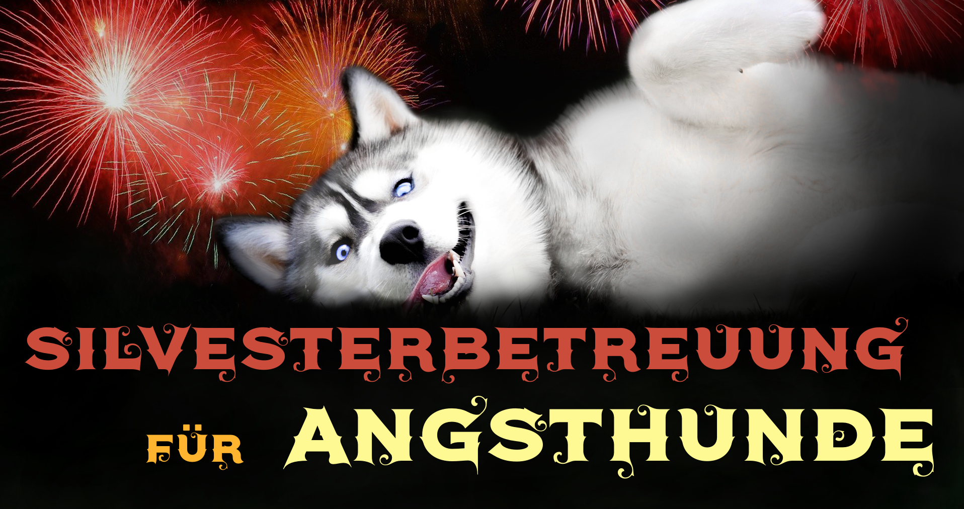 Hundebetreuung an Silvester Wilsdruff Zauberhunde Hundebetreuung an Silvester Wilsdruff Zauberhunde