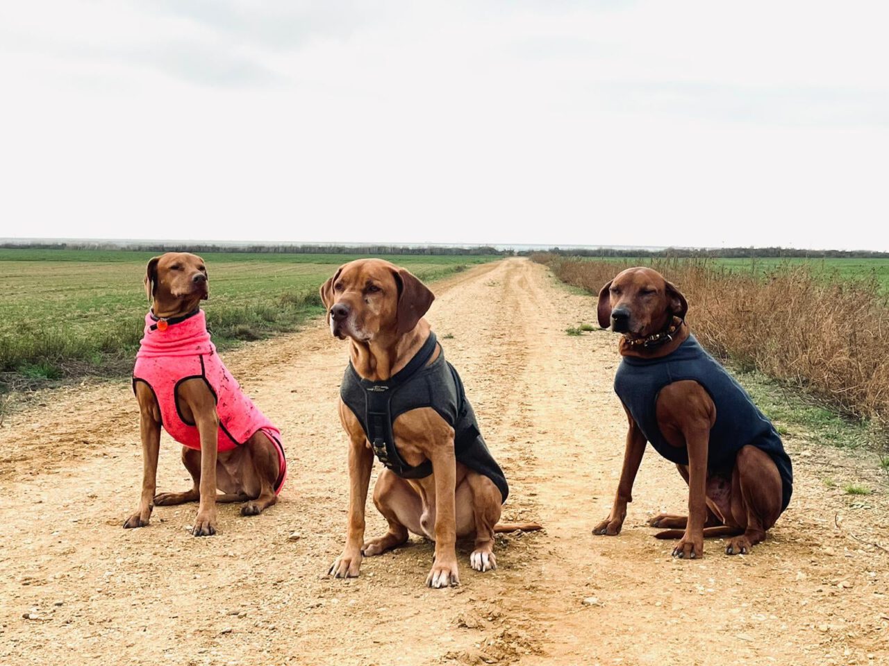 Hundemantel tragen Gesund besonders bei Spondylose Zauberhunde