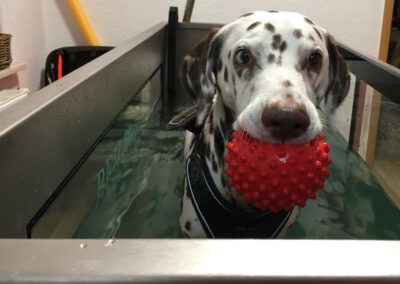 Unterwasserlaufband Lucky Dalmatiner Hundephysio Tierheilpraxis Zauberhunde Dresden