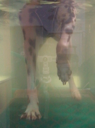 Unterwasserlaufband von vorn Hundephysio Tierheilpraxis Zauberhunde Dresden