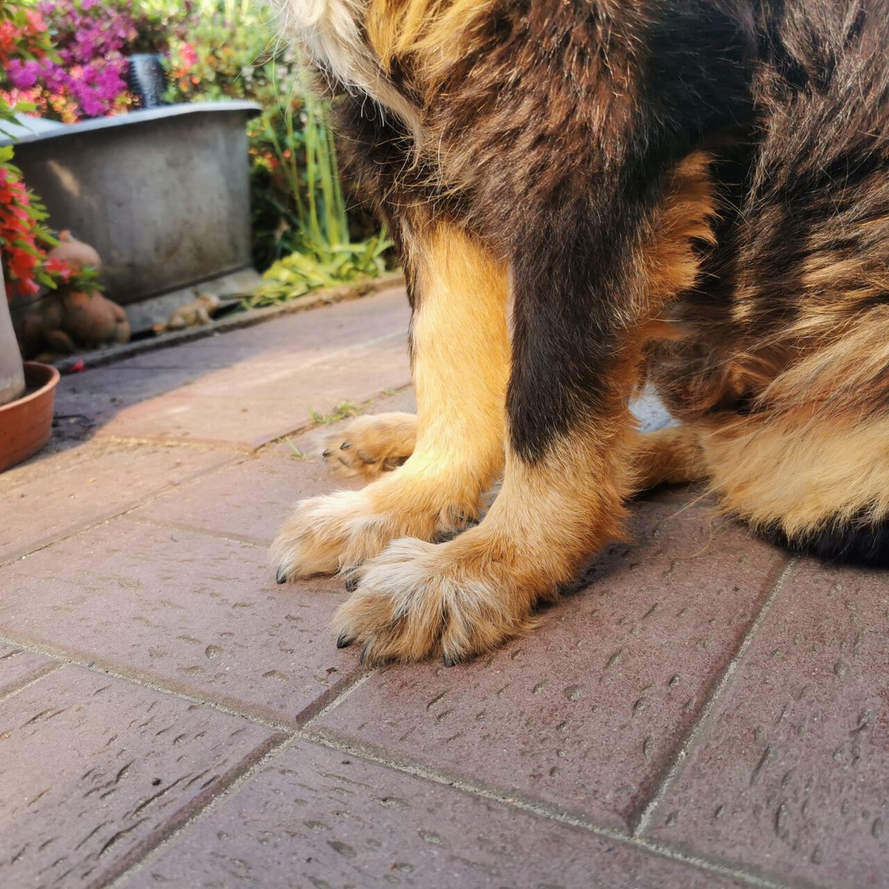 Durchtrittigkeit beim Hund Zauberhunde