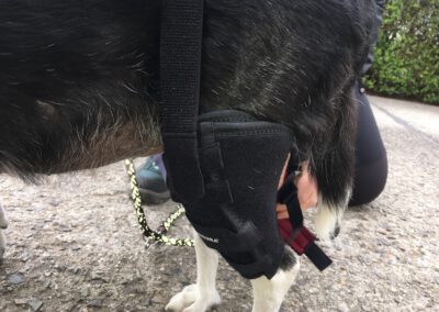 maßgefertigte Kniebandage Benecura Hundephysiotherapie Wilsdruff