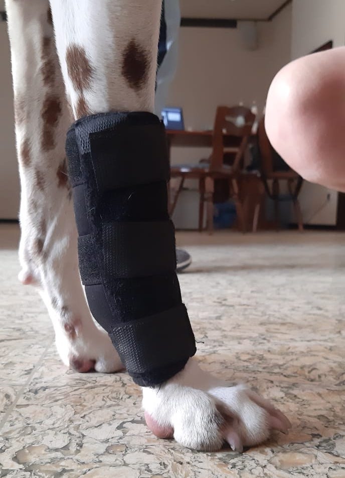 Durchtrittigkeit Benecura Bandage Tierorthopädie Hundephysio Zauberhunde Wilsdruff