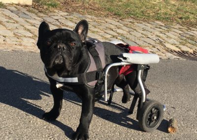 Frenchie Chico läuft seine ersten Schritte im gemieteten Rollwagen für Hunde