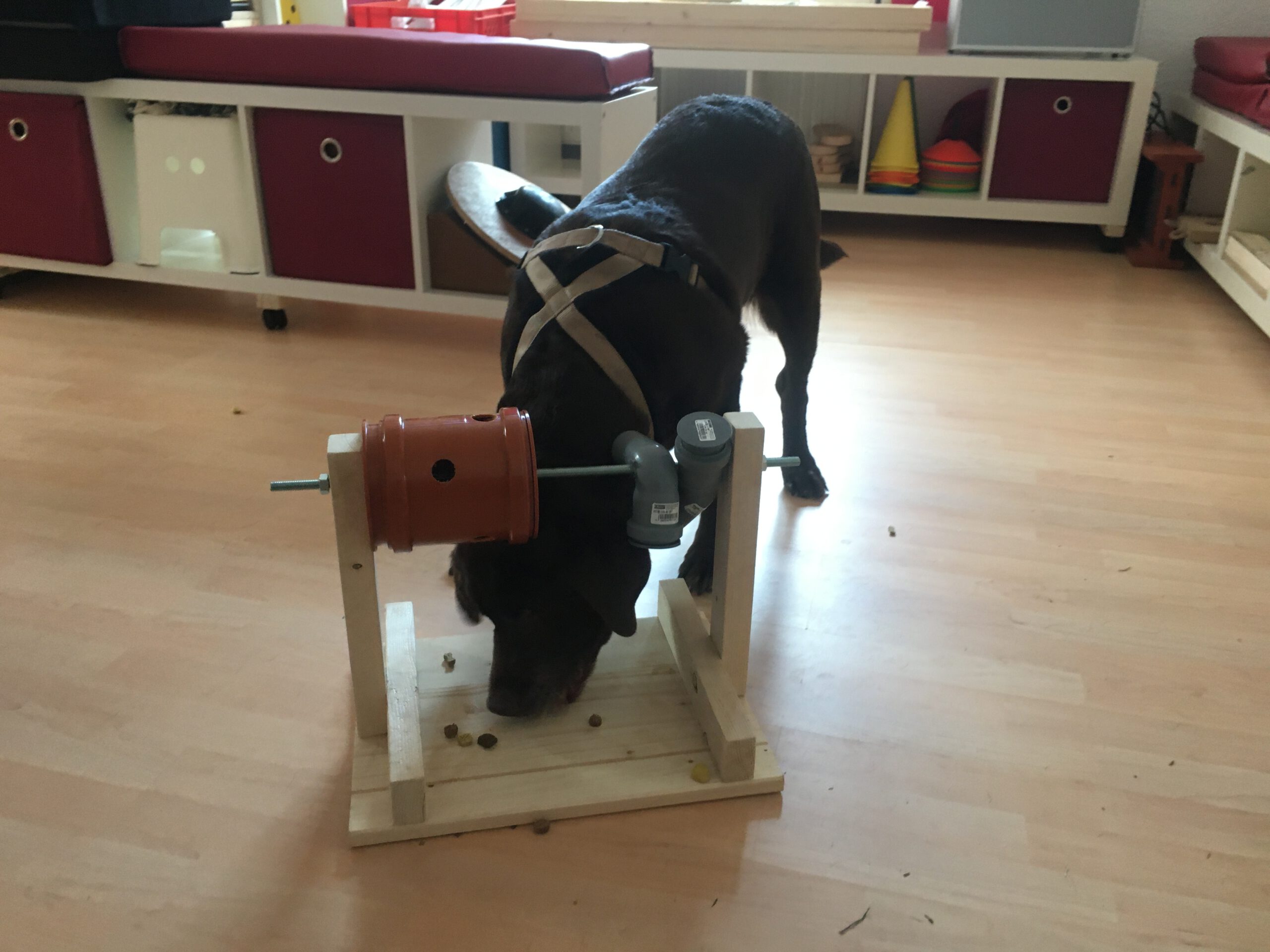 Hund Denkspiel selber bauen Beschäftigung Hundeschule Wilsdruff Zauberhunde 3