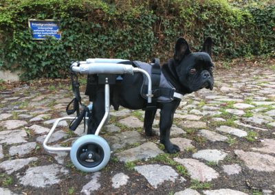 Gelähmte französische Bulldogge Chico im maßgefertigten Hunde-Rollwagen