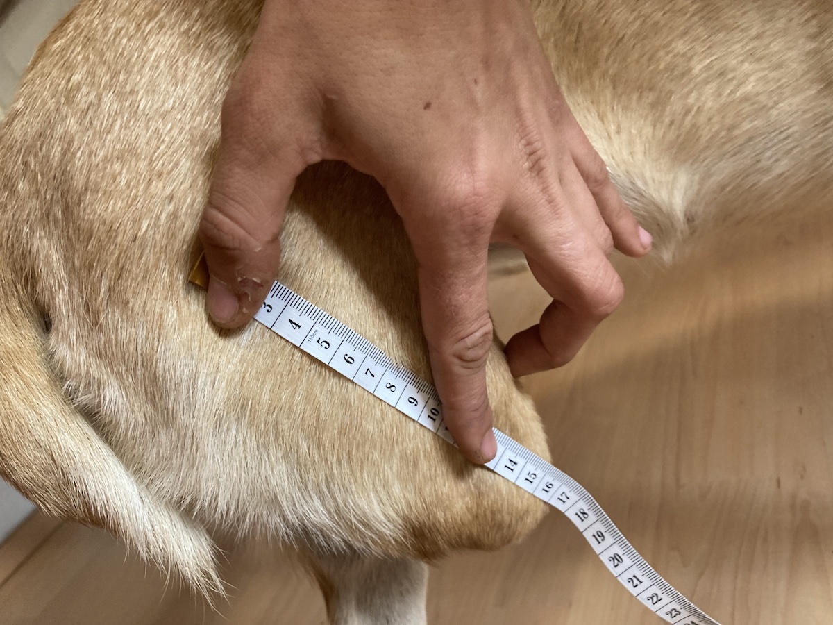 Zwischenschritt einer Prothese für einen Hund mit amputierten Unterschenkel von Pawsthesis
