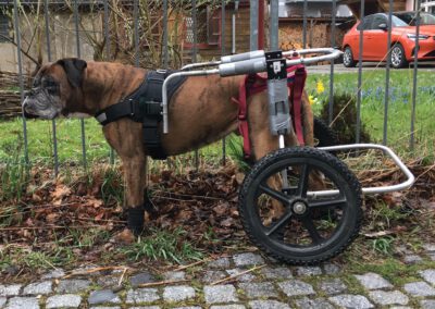 Boxer im gemieteten Hunde-Rolli bei der Anprobe in der Hundephysiotherapie Wilsdruff