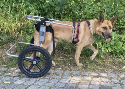Schäferhund Luca hat Degenerative Myelopathie und liebt seinen gemieteten Hunde-Rolli