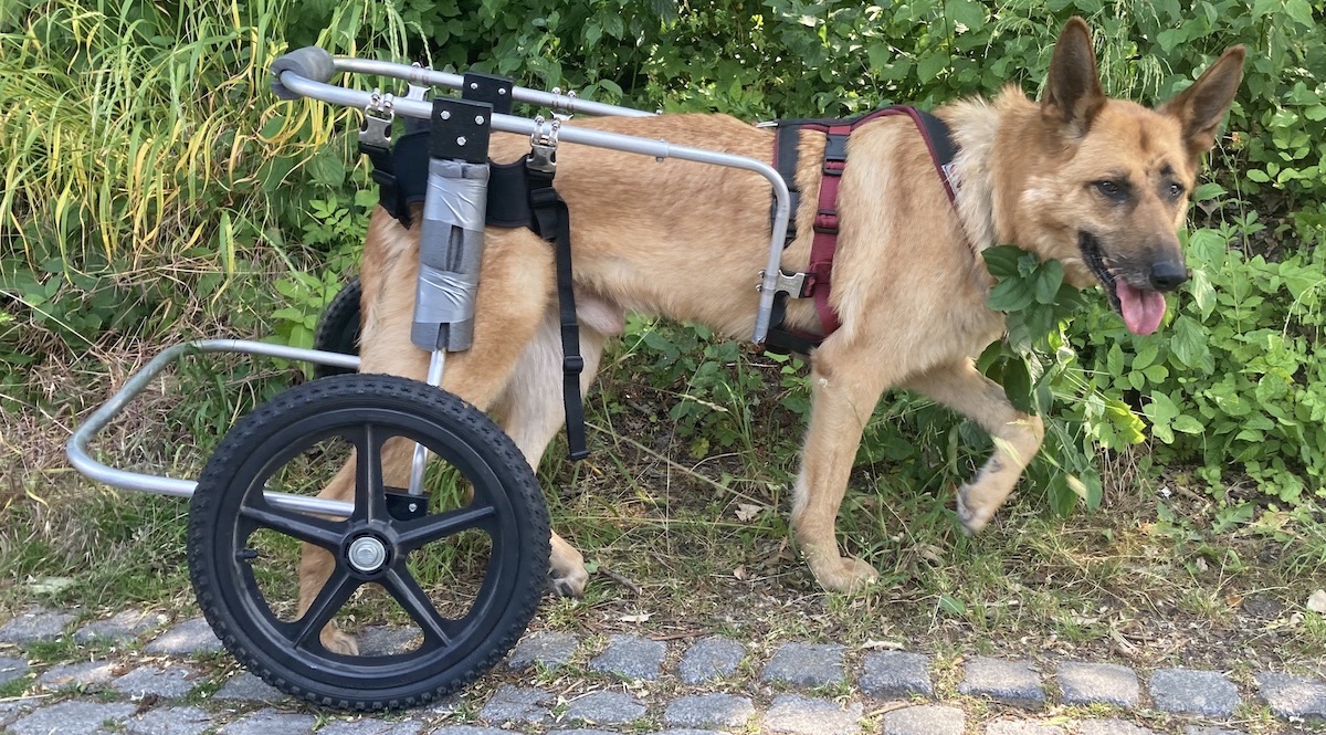 Schäferhund Luca hat Degenerative Myelopathie und probiert seinen Miet-Rolli aus