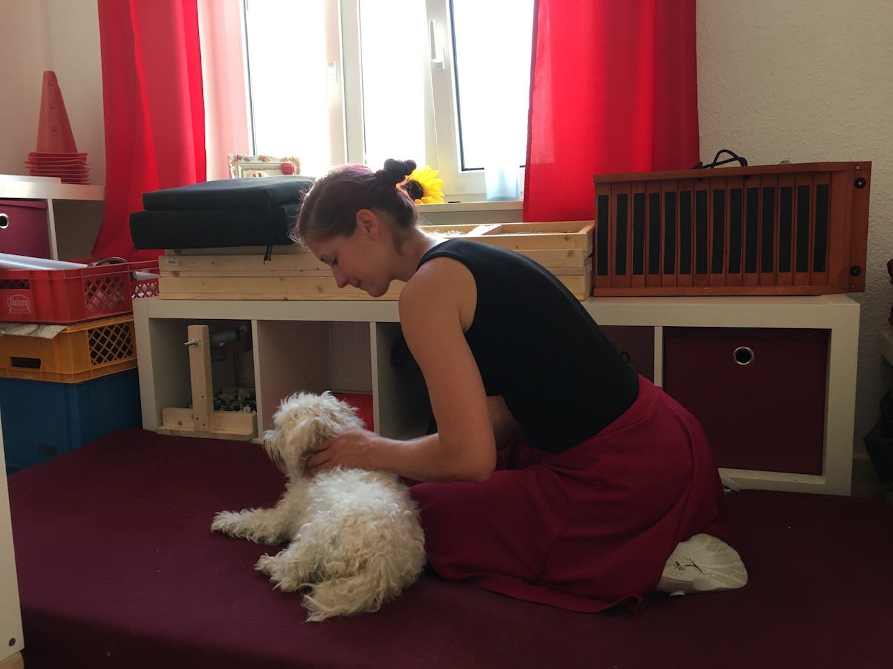 Massiere deinen Hund die Massagegriffe für Entspannung und Gesundheit