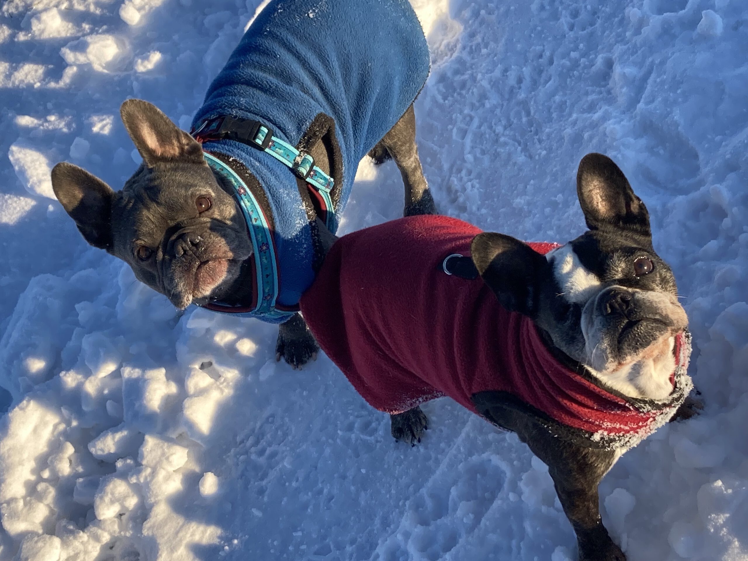 Französische Bulldoggen Noa & Quincy im Schnee