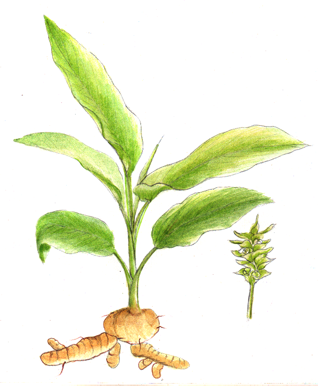 Kurkuma Pflanze als Zeichnung