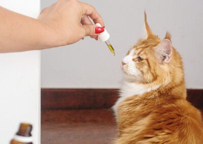 Katze nimmt Medizin-Tropfen