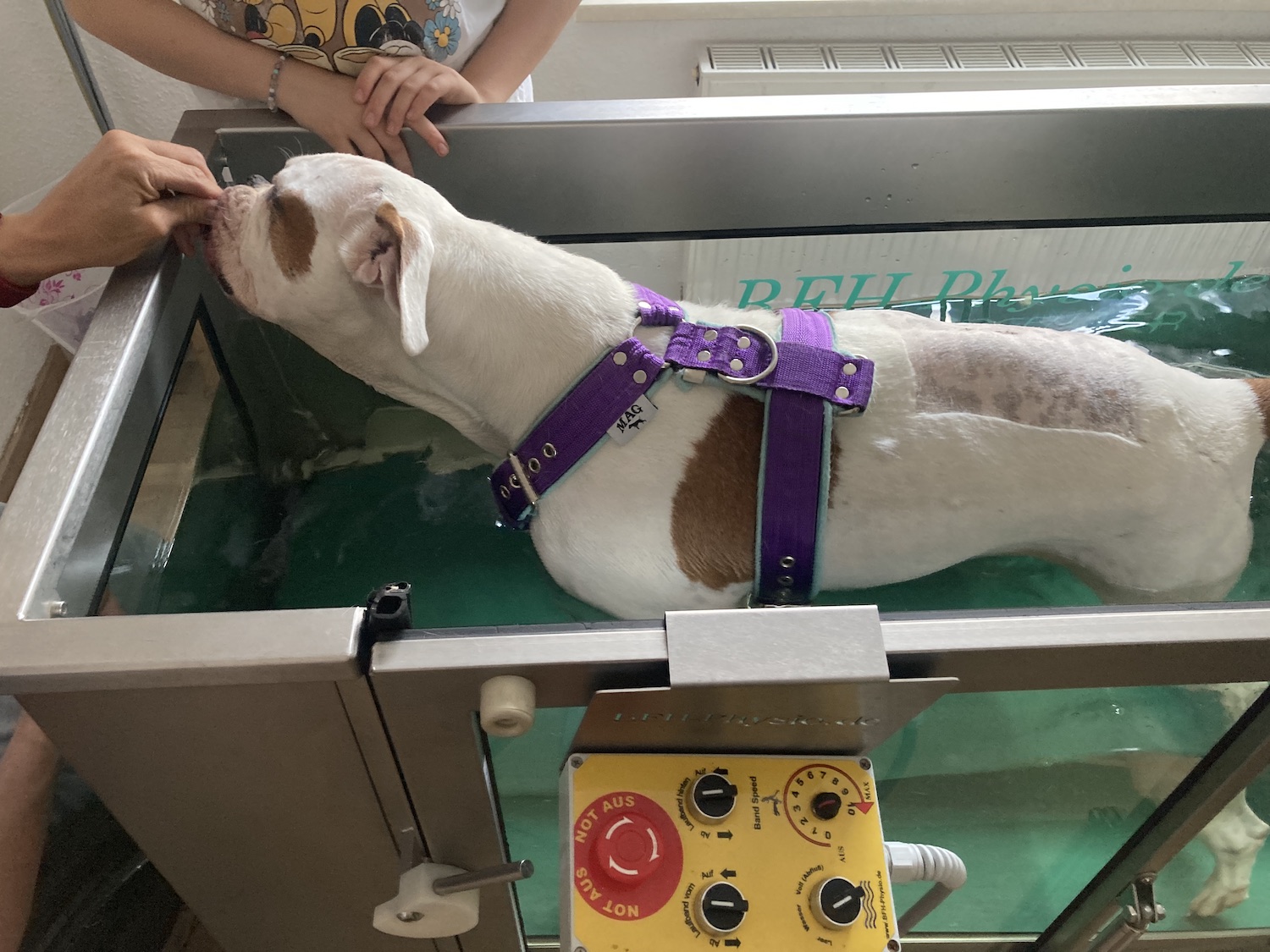 Abby American Bulldog im UWL Unterwasserlaufband der Hundephysiotherapie