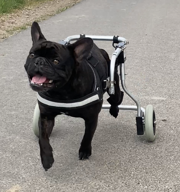 Frenchie Hitch voller Freude bei der Anprobe eines Miet-Hunde-Rollis nach Bandscheibenvorfall
