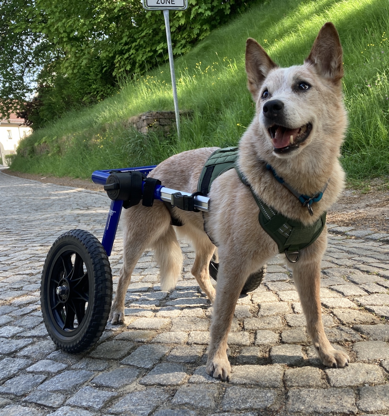 Cattle Dog im Walkin-Wheels-Hunde-Rollwagen in der Stadt