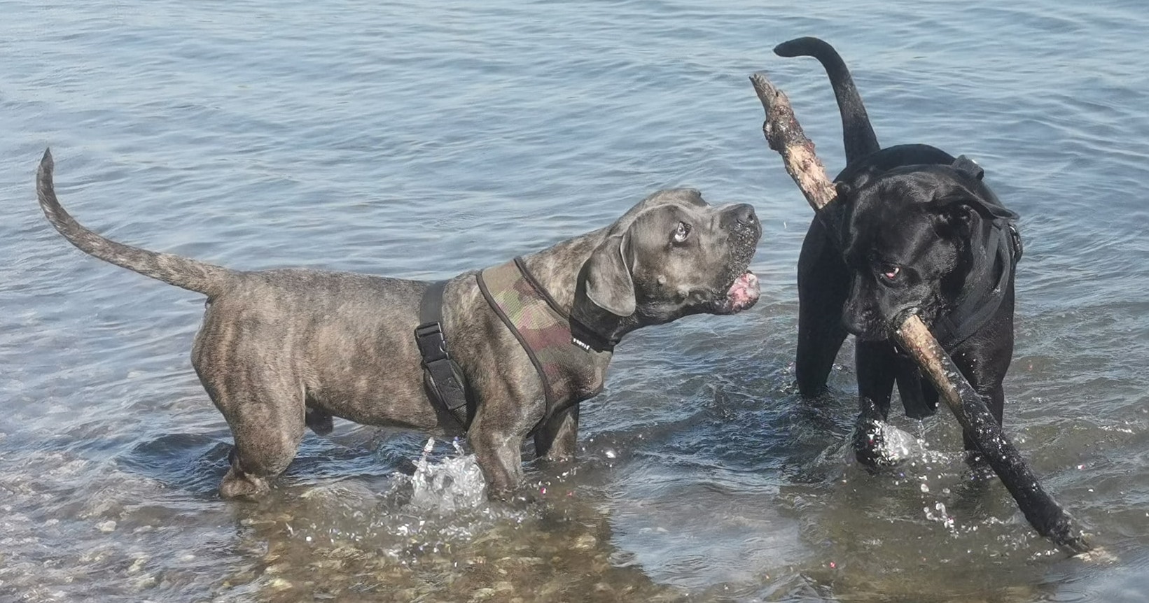 DSRA-Hund Chaplin tobt mit Labrador am Strand und die Hunde geniessen trotz Erkrankung ihr Leben