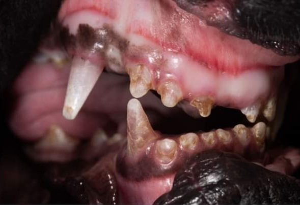 Gläserne, schwache Zähne beim Gendefekt Dental Skelet Retina Anomalie (= DSRA) bei Hunden
