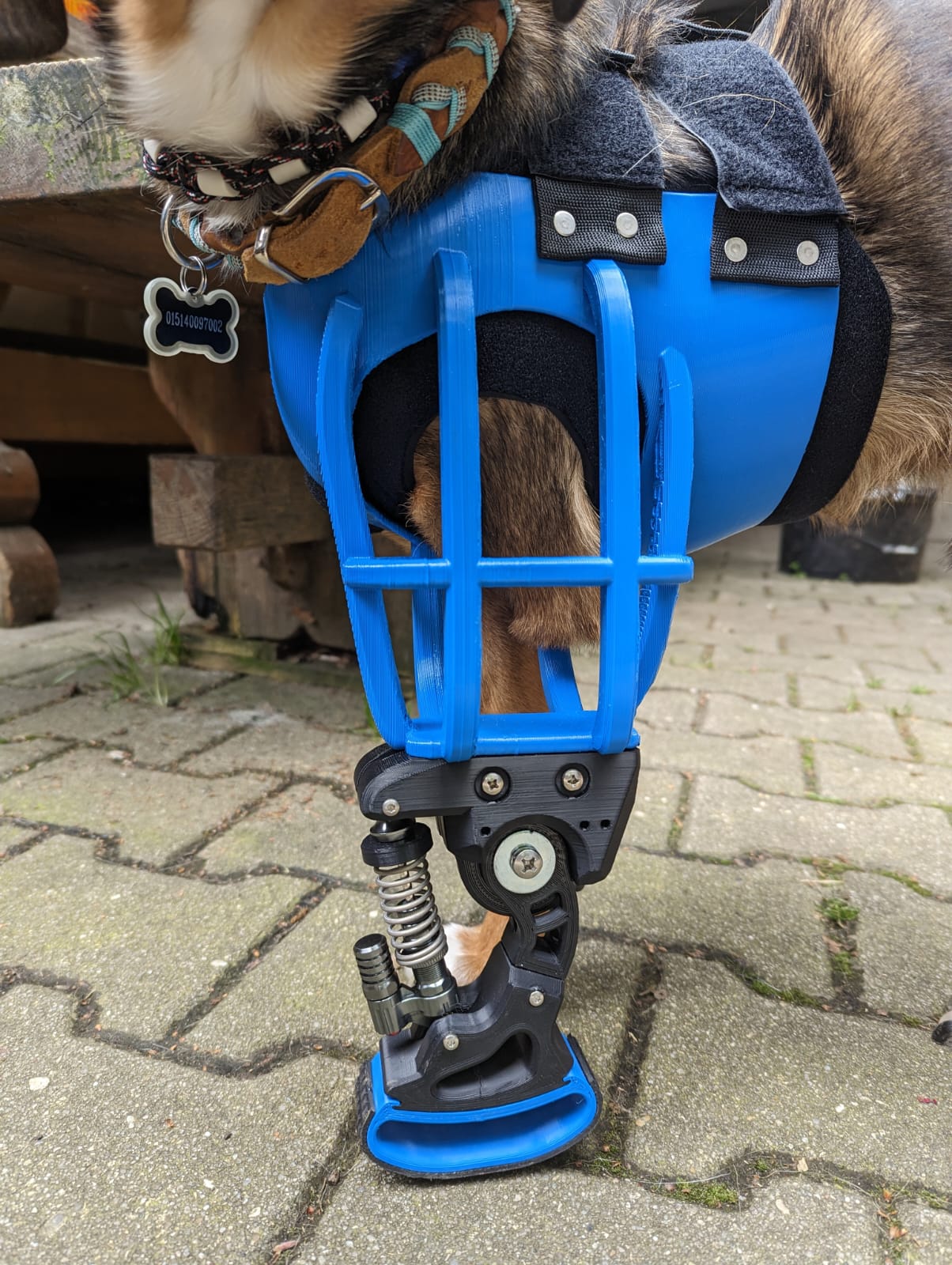 Voll-Prothese für Hunde mit "Käfig" von Pawsthesis vorn blau