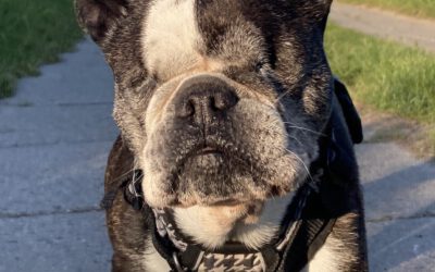 Blind Sight Dog Sonar – Revolutionäres Hilfsmittel für blinde Hunde